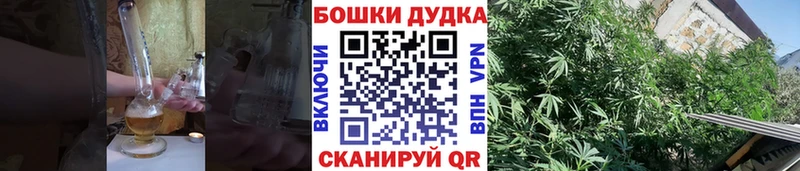 Конопля гибрид  Любань 